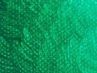 ARA ACRYLFARBE 500ML 048 PHTHALOGRÜN GELBLICH